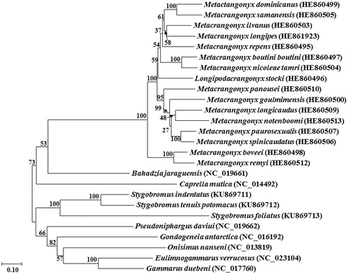 Figure 1. Phylogenetic tree indicating the relationships of Stygobromus tenuis potomacus, S. indentatus and S. foliatus with 23 other members of the order Amphipoda generated using the maximum-likelihood method based on 13 complete protein-coding genes from the mitochondrial genome. GenBank accession numbers are in parentheses next to the species names.