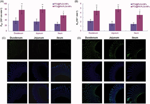 Figure 5. (A) Effective permeability (Peff) and (B) Absorption rate (Ka) performed by in situ single-pass intestine perfusion of 20%As-PLGA NPs/PTX compared with PLGA NPs/PTX in rats. (Data are shown as mean ± SD, n = 3. *p < .05, **p < .01.) The fluorescence micrographs of rat intestine (duodenum, jejunum and ileum) 30 min after oral administration of C6 labelled (C) PLGA NPs and (D) 20%As-PLGA NPs. The histological sections were counterstained with DAPI for nuclei and observed under CLSM (10×).