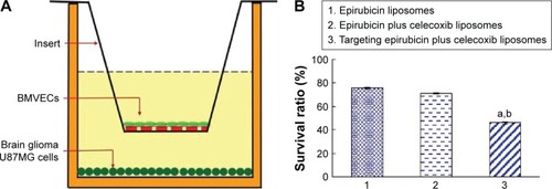 Figure 3 Transport ability of targeting epirubicin plus celecoxib liposomes across the BBB model.Notes: (A) Schematic representation of the BBB model. (B) Transport ability, indicated by the death of brain glioma cells after drug transport across the BBB. P<0.05. a, vs 1; b, vs 2. Data presented as mean ± standard deviation (n=3).Abbreviations: BBB, blood–brain barrier; BMVECs, brain microvascular endothelial cells.