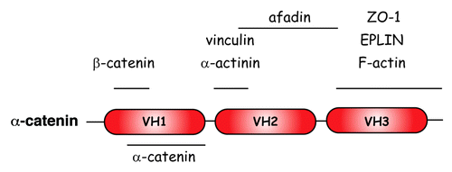 Figure 3. Schematic representation of the a-catenin molecule and its binding capacity Adapted from reference Citation53.