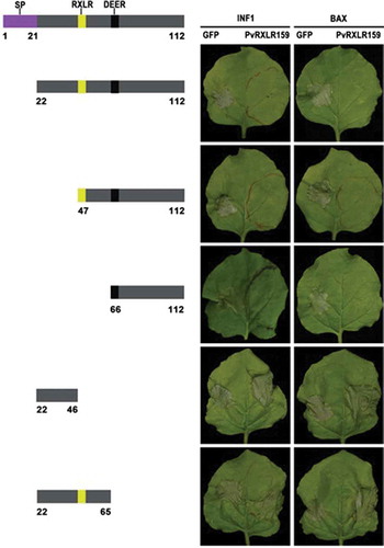 Figure 3. C terminus of PvRXLR159 is essential for its function.Deletion mutants of PvRXLR159 were expressed in N. benthamiana leaves for 24 h, followed by expression of the elicitors INF1 and BAX to induce cell death. Left panel, a schematic diagram of the different deletion constructs. Right panel, typical symptoms of N. benthamiana taken at 5 days after expression of INF1 and BAX. The experiments were repeated at least three times with similar results.