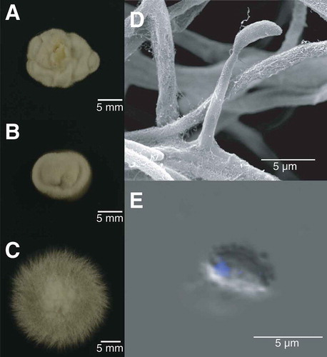 Figure 1. Colony morphology and conidial nuclear status of Epichloë hybrida. A–C. Plate colony morphologies. A. E. hybrida Lp1. B. E. festucae var. lolii AR5. C. E. typhina E8. D–E. Microscopy of E. hybrida Lp1. D. A conidiogenous cell. E. A DAPI (4′,6-diamidino-2-phenylindole)–stained conidium.