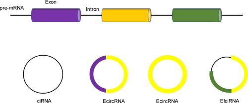 Figure 1 Three types of circRNAs produced from exons, introns or both.