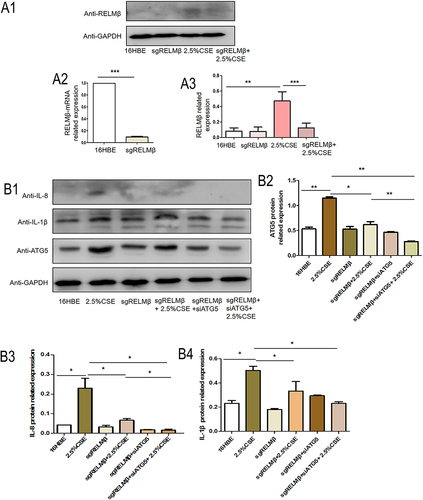 Figure 4 CSE promotes 16HBE inflammatory effects via RELMβ-mediated autophagy. (A), CRISPR-Cas9 technology edits the RELMβ gene, and Western blot detects the expression of RELMβ in 16HBE cells stimulated by tobacco smoke extract (A1), Western blot analysis of RELMβ protein expression in 16HBE cells; (A2), QPCR analysis of RELMβ mRNA expression level; (A3), Densitometric analysis of corresponding protein grayscale values). (B), When the RELMβ gene is edited, combined with small interfering RNA technology to detect the expression of the inflammatory factors IL-8 and IL-1β (B1), Western blot analysis of protein expression of ATG5, IL-1β, and IL-8 in 16HBE cells; (B2–4), Densitometric analysis of corresponding protein grayscale values). (*p < 0.05, **p < 0.01, ***p < 0.001).