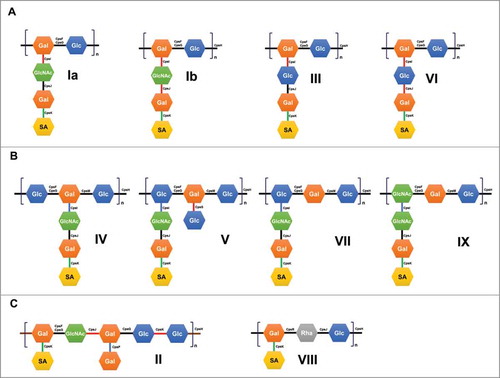 Figure 2. Biochemical capsular polysaccharide (CPS) structure of Streptococcus agalactiae. Association of the encoded sugar transferases and polymerases (cpsH) with each corresponding CPS structure. Links between two sugars are represented as black lines (β1→4), red lines (β1→4), blue lines (β1→6), and green lines (α2→3).