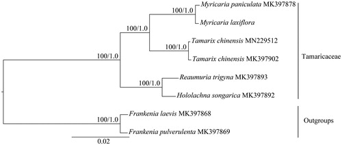 Figure 1. Phylogenetic tree of Tamaricaceae based on eight complete chloroplast genome sequences. Numbers at nodes correspond to ML bootstrap percentages (1000 replicates) and Bayesian inference (BI) posterior probabilities. All the sequences are available in GenBank with the accession numbers listed right to their scientific names.