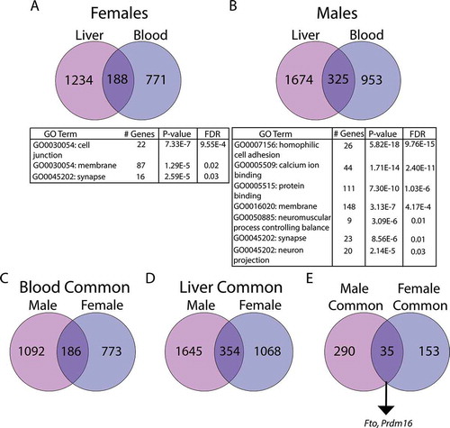Figure 6. Analysis of overlapping DMC-associated genes in females (a) and males (b). Panels C-D denote genes in blood (c) and liver (d) that are in common across sexes. Panel E depicts the number of genes in common across sex and tissue. Numbers in circles indicate the total number of DMC-associated genes in each tissue. All overlaps were statistically significant, as indicated by hypergeometric test (panel A: p < 2.7x10−46, panel B: p < 1.1x10−73, panel C: p < 9.459x10−59, panel D: p < 2.656x10−90, panel E: p < 3.227x10−30). In the tables, # Genes indicates the number of genes in the specified GO pathway that appear in the experimental dataset. Pathway analysis was conducted using DAVID, version 6.8 (Laboratory of Human Retrovirology and Immunoinformatics (LHRI))