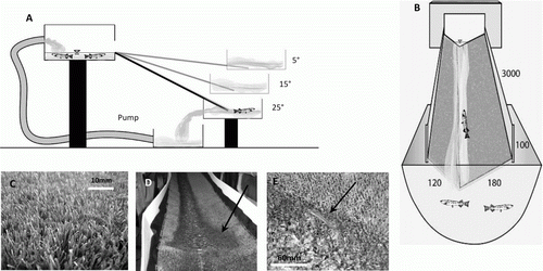 Fig. 1  A, Ramp profile, and B, cross-section (all dimensions are in mm), showing the experimental set-up used to test passage success of juvenile īnanga. Artificial grass was added to the ramp surface (C) used in testing juvenile īnanga passage success to provide a rough surface allowing fish to rest during their upstream ascent without getting washed back into the lower holding bin, and D, a pool (arrow) was created at 1.5 m to provide further resting opportunities for fish. E, An īnanga juvenile on the wetted margin of the ramp. In general, fish burst swam up the ramp for approximately 1 m, before they moved to the wetted margin of the ramp in our juvenile īnanga passage success tests.