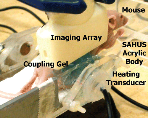 Figure 3. Small animal hyperthermia ultrasound system (SAHUS) for heterogeneous heating of tissue near the 14 mm diameter, 5 MHz transducer.