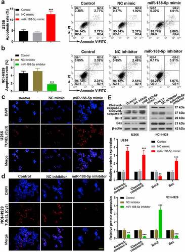 Figure 4. MiR-188-5p enhances MM cell apoptosis. (a and b). Flow cytometry was utilized to detect cell apoptosis via Annexin V-FITC and PI double staining. (c and d). Immunofluorescence for TUNEL (Cy3, red) and DAPI (blue) staining was performed detect cell apoptosis. Scale bar = 50 μm. (e). WB analysis of cleaved-caspase-3, cleaved-caspase-9, Bcl-2 and Bax. All experiments were performed 48 h after transfection. **P < 0.01, ***P < 0.001 compared with the NC mimic or inhibitor group