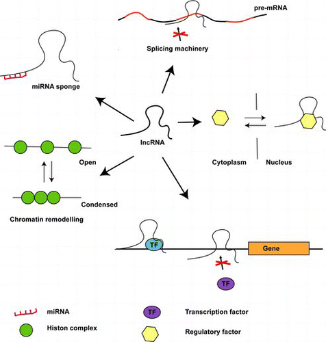 Figure 2. Different modes of action of lncRNAs. (A) lncRNAs can act as miRNA sponges, diminishing functional miRNAs. (B) lncRNAs can bind splice sites, thus interfering with normal splicing. (C) lncRNAs can act as scavengers of proteins responsible for regulating their transport between the cytoplasm and the nucleus. (D) lncRNAs can promote or inhibit gene transcription by providing essential transcription factors or inhibiting their binding to promoter regions. (E) lncRNAs bind chromatin remodeling factors.
