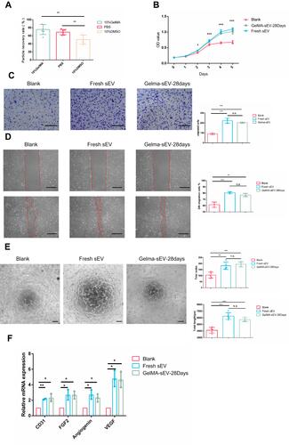 Figure 4 The effect of preserved sEV on HUVEC proliferation, migration, tube formation and angiogenesis differentiation. (A) Recovery rate of sEV from different preservation method by TEI isolation. (B) Proliferation of HUVEC co-cultured with fresh sEV and sEV preserved in GelMA hydrogels for 28 days. n = 3 for each group. (C) Images of migrated HUVECs in different group. Scale bar = 200μm. n = 3 for each group. (D) Images of scratch assay in different group. Scale bar = 100μm. Time transition of the percentage of cell-free zone against initial scratch area after 12 hour, n = 3 for each group. (E) Tube-like structures of HUVECs in different group. Scale bar = 200 µm. n = 3 for each group. (F) The expression of angiogenesis markers (VEGF, FGF2, CD31, Angiogenin) was detected by qRT-PCR at 4 days post sEV treatment, n = 3 for each group. The significance (A–E) was tested with one-way ANOVA with Tukey posthoc test. (*p < 0.05, **p < 0.01, ***p < 0.001).