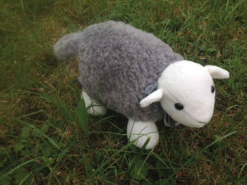 Figure 2. Herdy the Sheep (photo Sarah May).