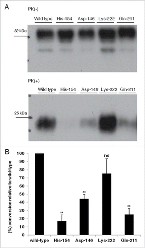 FIGURE 4 (see next page). Murine-caprine chimeric PrP molecules harboring the Asp-146, His-154 and Gln-211 caprine PrP variants display reduced conversion efficiency to partially Proteinase K- resistant moieties in murine scrapie-infected 22LN2a#58 cells. (A) Representative Western Blot on cell lysates from 22LN2a#58 cells, expressing murine-caprine PrP chimeras carrying either the wild type mature caprine PrP sequence or the Asp-146, His-154, Gln-211 and Lys-222 variants, after transient transfections with the corresponding vectors. Cells were lysed 2 d after transfection and lysates were either subjected to PK-treatment (PK+) or not (PK-). Protein samples were analyzed by SDS-PAGE, electrotransferred onto a PVDF membrane and probed with the sheep/goat PrP-specific L42 antibody (1/10 dilution). The secondary antibody (GAM-HRP) was used at a 1/10,000 dilution. For development, enhanced chemiluminescence (ECL) was used. Protein loads correspond to lysate volumes containing similar amounts of the exogenously expressed proteins. PK treatment was preformed with 0.75 μgs PK/mg total protein, at 37°C, for 1 h, with agitation, and was stopped with the addition of PMSF. Protein loads for PK(+) samples are 10-fold higher than the corresponding loads of PK(-) samples. PK treated samples were subjected to methanol precipitation before analysis. Pertinent Molecular Weight Markers are indicated. Immunopositive L42 bands of ∼25 kDa in PK-treated samples correspond to partially PK-resistant moieties. (B) Histograms depicting the mean and standard errors of the tested alleles' conversion efficiencies relative to wild type, determined by 3 independent experiments. Conversion efficiencies were estimated as the ratio of L42 immunopositive band intensities at ∼25 kDa in PK-treated samples (PrPSC) to immunopositive band intensities at ∼32 kDa in non-PK treated samples (total PrP, PrPC and PrPSC), and were expressed as a percent of the conversion efficiency of the most susceptible allele (wild type). Band intensities were determined by densitometric analysis performed on corresponding Western blots (A), using the ImageJ software. Unpaired student t-test was used for statistical analysis. **: p <0.01, ns: not statistically significant