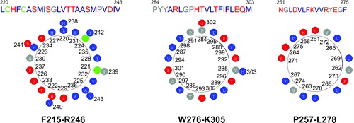 Figure 7. Helical wheel of peptides F215-R246, W279-K305 and P257-L278 obtained with the software ANTHEPROT (Deléage et al. [Citation1988]). Hydrophobic residues are shown in blue, the hydrophilic residues in red, cysteine residues in green and the others in grey.