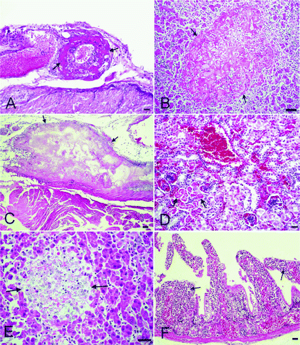 Figure 2.  2A: Hyalinization in the blood vessel wall (arrows, young budgerigar). Haematoxylin and eosin (HE). Bar = 50 µm. 2B: Focal coagulative necrosis with fibrin in the liver (arrows, young budgerigar). HE. Bar = 50 µm. 2C: Fibrinonecrotic epicarditis in the heart (arrows, young budgerigar). HE. Bar = 100 µm. 2D: Hyperaemia, haemorrhage and coagulative necrosis in the proximal tubules (arrows, young budgerigar). HE. Bar = 50 µm. 2E: A granulomatous lesion consisting of a macrophage, lymphocyte and histiocyte infiltrate in the liver (arrows, adult budgerigar). HE. Bar = 50 µm. 2F: Mononuclear cell infiltrate in the mucosa of the intestine (arrows, adult budgerigar). HE. Bar = 50 µm.