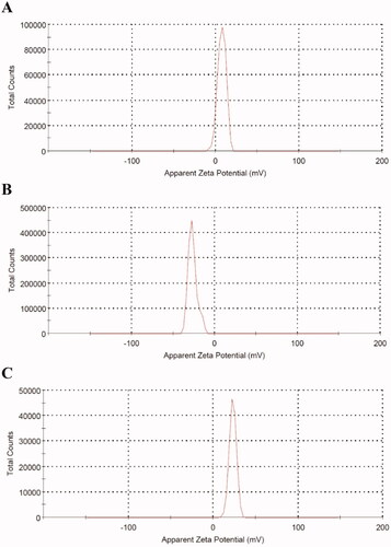 Figure 3. Zeta potential values of thioctamer (A), TA (B), and GA (C).