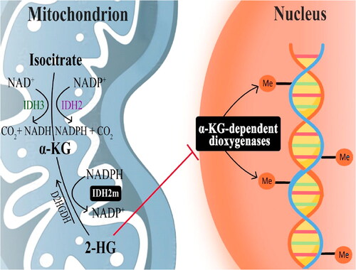 Figure 1. Function of wild-type IDH in homeostasis and activity of mutant IDH in disease. α-KG, α-ketoglutarate; 2-HG, D-2-hydroxyglutarate; D2HGDH, D-2-hydroxyglutarate dehydrogenase; IDH, isocitrate dehydrogenase; IDH2m, mutant IDH2.