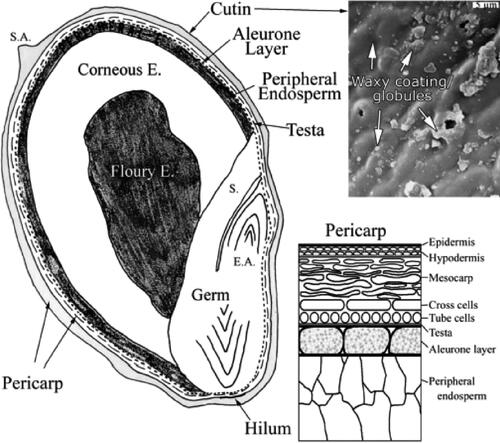 Figure 1. Sorghum kernel structure. Reprinted from Earp, McDonough, and Rooney (Citation2004) with permission from Elsevier.