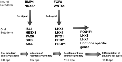 Figure 1 Cascade of signalling molecules and transcription factors in the developing pituitary.