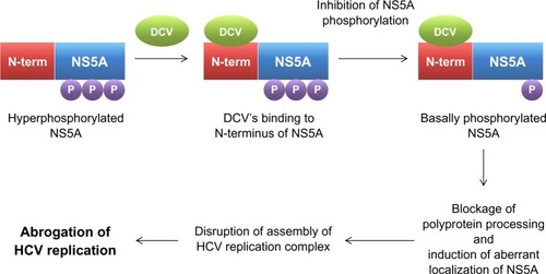 Figure 2 Mechanism of action for daclatasvir.