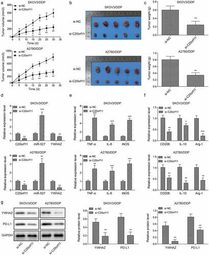 Figure 6. Silencing of circ_C20orf11 enhances sensitivity to DDP in vivo