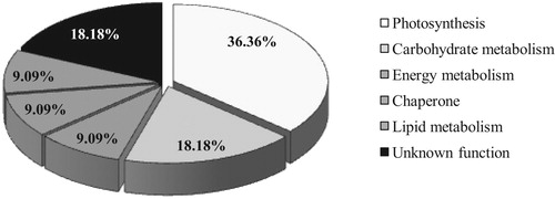 Figure 2. Functional distribution of identified responsive proteins in Pishgam cultivar.