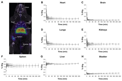 Figure 5 PET image and CT time-activity curves of 68Ga. PET image of 68Ga-labeled NPs signal corresponding to averaged time frames at t > 20 minutes after IV injection (A). CT images were adjusted on the Y-axis for an appropriate fitting with the tracer distribution. Time-activity curves for heart (B), brain (C), lungs (D), kidneys (E), spleen (F), and liver (G) after IV administration of 68Ga-labeled NPs.Note: Average values +/− standard deviation (n = 3) are shown.Abbreviations: PET, positron emission tomography; CT, computerized tomography; NPs, nanoparticles; IV, intravenous; ID, injective dose.