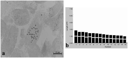 Figure 4. Klasea erucifolia. (a) Metaphase chromosomes (scale bar 10 μm); (b) idiogram.