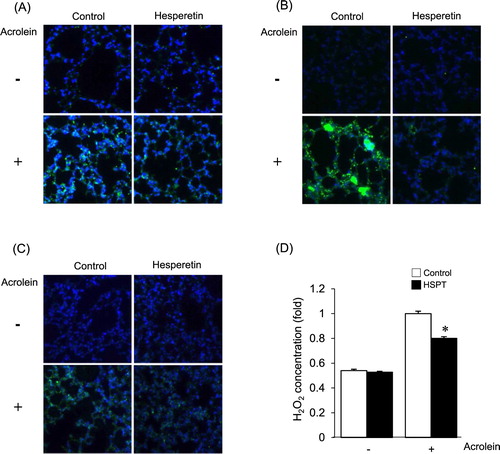 Figure 4. Effects of hesperetin on the modulation of the redox status by acrolein in mice. Hesperetin (HSPT) or PBS (control) was administered to mice prior to acrolein exposure. Immunofluorescence analysis of the levels of Prx-SO3 (A), HNE protein adducts (B), and 8-OH-dG (C) in lung tissues of mice. (D) Intracellular hydrogen peroxide in lung tissue extracts was measured using xylenol orange. The level of hydrogen peroxide of lung tissue from acrolein-exposed control mice was expressed as 1. Data are presented as the mean ± SD (n = 3–6 mice per group). *p < .05 versus acrolein-treated mice.