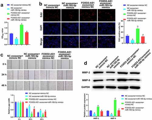 Figure 5. Highly expressed lncRNA FOXD2-AS1 in ADMSCs-exosomes promoted HaCaT cell migration and proliferation via down-regulating miR-185-5p. Following different treatment, the HaCaT cell variety was assessed utilizing CCK-8 analyses (a); HaCaT cell proliferation was evaluated applying EdU analyses (b); HaCaT cell migration at 0, 24, 48 h was analysed with wound healing analyses (c); MMP-2 and MMP-9 levels were tested utilizing western blot (d). *P < 0.05 vs. NC exosome + mimics NC group, #P < 0.05 vs. FOXD2-AS1 exosome + mimics NC group.