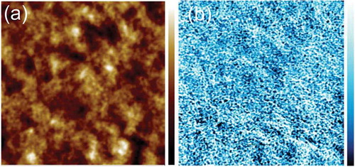 Figure 5. Tapping AFM-IR image of a ternary blend of PC70BM: Cy7T: PBDTTT-C (Cy7T05). (a) Topography, (b) IR image collected at 1736 cm−1 (PC70BM). Image size: 5 μm × 5 μm. The data scale of the height is 50 nm, the data scale of the IR signal is 0.5 mV.