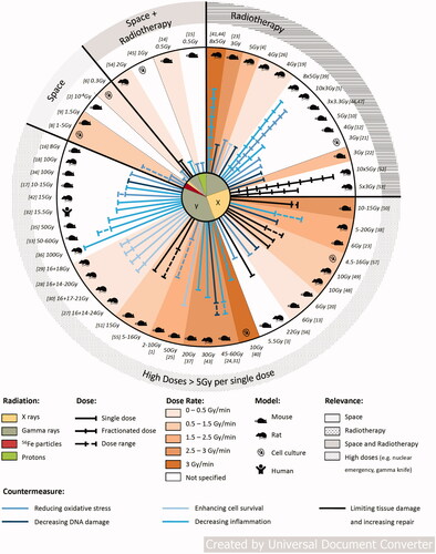 Figure 1. Summary representation of the discussed countermeasures. Numbers refer to the following studies: 1. (Nair and Nair Citation2013b), 2. (Mohammad et al. Citation2014), 3. (Wang et al. Citation2018), 4. (Guelman et al. Citation2003), 5. (Lamproglou et al. Citation2003), 6. (Guelman et al. Citation2005), 7. (Erol et al. Citation2004), 8. (Limoli et al. Citation2007), 9. (Manda et al. Citation2008), 10. (Leu et al. Citation2017), 11. (Villasana et al. Citation2013), 12. (Allen et al. Citation2014), 13. (Lu et al. Citation2018), 14. (Parihar et al. Citation2015), 15. (Chmielewski et al. Citation2016), 16. (Weitzel et al. Citation2015), 17. (Raber et al. Citation2017), 18.(Ündeğer et al. Citation2004), 19. (El-Missiry et al. Citation2018), 20. (Manda et al. Citation2007), 21. (Facchino et al. Citation2010), 22. (Yang et al. Citation2009), 23. (Yang et al. Citation2011), 24. (Jiang, Perez-Torres, et al. Citation2014), 25. (Pena et al. Citation2000), 26. (El-Missiry et al. Citation2018), 27. (Andratschke et al. Citation2004), 28. (Nieder et al. Citation2006), 29. (Nieder, Andratschke, et al. Citation2005), 30. (Nieder, Price, et al. Citation2005), 31. (Jiang, Perez-Torres, et al. Citation2014), 32. (Gonzalez et al. Citation2007), 33. (Jiang, Engelbach, et al. Citation2014), 34. (Belarbi et al. Citation2013), 35. (Yang et al. Citation2018), 36. (Erbayraktar et al. Citation2006), 37. (Ansari et al. Citation2007), 38. (Yuan et al. Citation2003), 39. (Zhao et al. Citation2007), 40. (Schnegg et al. Citation2012), 41. (Greene-Schloesser et al. Citation2014), 42. (Desmarais et al. Citation2015), 43. (Kim et al. Citation2004), 44. (Lee et al. Citation2012), 45. (Tikka et al. Citation2001), 46. (Feng et al. Citation2016), 47. (Feng et al. Citation2018), 48. (Baulch et al. Citation2016), 49. (Smith et al. Citation2020), 50. (Liao et al. Citation2017), 51. (Wang et al. Citation2016), 52. (Piao et al. Citation2015), 53. (Zhou et al. Citation2015), 54. (Bala et al. Citation2017), 55. (Oh et al. Citation2013), 56. (Sun et al. Citation2013), 57. (Prager et al. Citation2016).