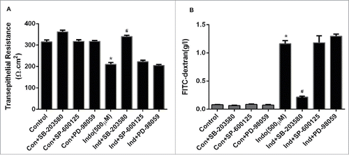 Figure 2. Effect of MAPK inhibition on indomethacin-induced changes in the epithelial barrier in MKN-28 cells. (A) Indomethacin (500 μM) reduced the TER significantly at 24-hours post treatment, while inhibition of p38 MAPK and JNK significantly attenuated the drop in TER caused by indomethacin (*p < 0.005). (B) Indomethacin (500 µM) caused a significant increase in the paracellular permeability of dextran (4KD) in MKN-28 cells (24-hours post exposure), while consistent with effect on TER, p38 MAPK and JNK inhibition attenuated the indomethacin-induced increase in paracellular permeability (#p < 0.05 vs Indo alone). The data are represented as the average of more than 3 identically treated monolayers, from 3 independent experiments.