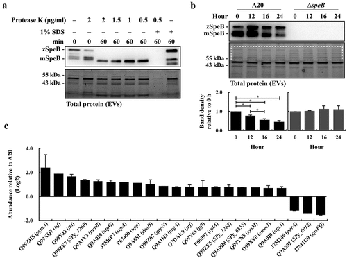 Figure 3. The SpeB protease degrades bacterial proteins in extracellular vesicles. (a) Protease K protection assay for SpeB in EVs. EVs from the stationary phase A20 (after 8 h of incubation) were collected by ultracentrifugation and incubated with protease K in the presence with or without 1% SDS. SpeB was detected by western blot (the upper panel) and the lower panel shows the total protein of EVs. (b) SpeB and total protein profiles in A20’s and the speB mutant’s (∆speB) EVs after 0–24 h incubation at 37ºC. SpeB in EVs was detected by western blot (the upper panel) and the total protein profile in EVs (the middle panel) was visualized. The band density in the dash-line indicated region (the middle panel) was calculated, and the band density relative to 0 h was shown in the lower panels. zSpeB, the zymogen form SpeB (42 kDa); mSpeB, the mature form SpeB (28 kDa). *, P < 0.05. (c) The protein abundance in EVs from the speB mutant relative to that in EVs from A20. The relative protein abundance was calculated as [PSMs(∆speB) of target protein/total PSMs(∆speB)]/[PSMs of target protein(A20)/total PSMs(A20)]. The proteins with a relative abundance greater than 1.5-fold were shown. The accession number (UniProt) and the coding gene of target proteins were indicated on the x-axis. Results from the two-independent experiments were included for analysis.