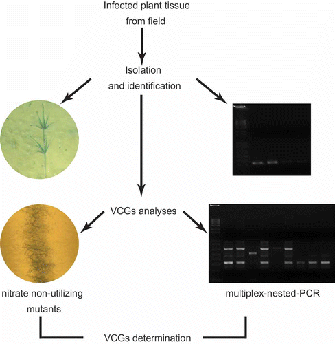 Fig. 1. A diagram showing the steps used for identification and vegetative compatibility groups (VCGs) determination of Verticillium dahliae isolates through classical (nitrate non-utilizing (nit) mutants) and molecular (multiplex-nested-PCR) approaches.