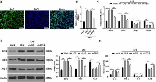 Figure 4. EZH2 silencing triggers M2 polarization of LPS-induced . (a) Positive rate of iba-1 in LPS-induced microglia analyzed by immunofluorescence. (b) mRNA levels of EZH2 detected by RT-qPCR. (c) mRNA levels of iNOS, CD16, Arg-1 and CD206 detected by RT-qPCR. (d) Protein levels of EZH2, iNOS and Arg-1 determined by Western blot analysis. (e) Contents of IL-1β, TNF-α, IL-4 and IL-10 measured by ELISA. The experiment was performed 3 times. The results were presented as mean ± standard deviation. One-way ANOVA was used to analyze the data in panel B. Two-way ANOVA was used to analyze the data in panels C, D and E. Tukey’s multiple comparisons test was applied for post hoc test. * p < 0.05, ** p < 0.01.