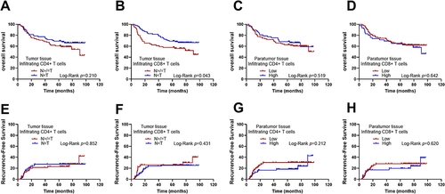 Figure 2 Correlation Between Tissue Infiltrating T Lymphocytes and Prognosis. (A). There is no statistically significant difference in overall survival between patients with CD4 cells in tumor tissue N≥T group and other patients. (B). However, the overall survival of patients in the tumor tissue CD8 cell N<T group was significantly better than that of other patients (p=0.043). (C). No statistical relationship was found between CD4 cell infiltration in adjacent tissue and overall survival. (D). No statistical relationship was observed between CD8 cell infiltration in adjacent tissue and overall survival. (E). The number of CD4 cell infiltrates in tumor tissue did not have a statistically significant relationship with recurrence. (F). The number of CD8 cell infiltrates in tumor tissue did not have a statistically significant relationship with recurrence. (G). There was no statistically significant relationship between the number of CD4 cell infiltrates in adjacent tissue and recurrence. (H). Similarly, there was no statistically significant relationship between the number of CD8 cell infiltrates in adjacent tissue and recurrence.