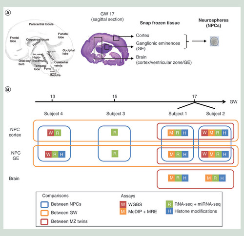 Figure 1. Experimental design and overview. (A) Human brain coronal section highlighting the section plan used during dissection to isolate specific regions as pictured by the boxed area on the hematoxylin eosin section. (B) Summary of sample information and bioinformatics analysis design. Boxes outline the pairwise comparisons, including comparisons between cortex and GE-derived NPCs (blue), across three gestational weeks (orange), and between MZ twins (red).GE: Ganglionic eminence; GW: Gestational week; MZ: Monozygotic; NPC: Neural progenitor cell; WGBS: Whole-genome bisulfite sequencing.