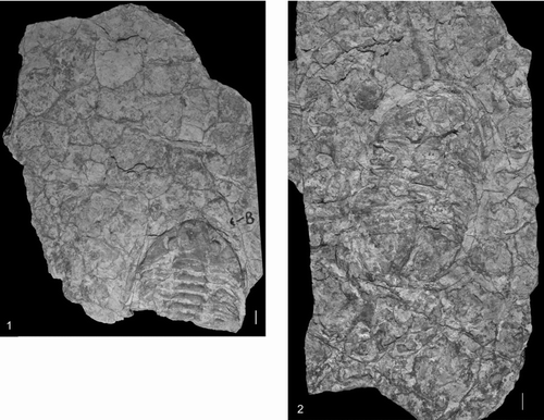 FIGURE 2 Microbial mat “cracking” and preferential iron staining along the crack lines from the Upper Fezouata Formation, Ouzina, southern Morocco. 1, Asaphellus aff. fezouataensis in bottom right corner (UA13664). 2. Asaphellus aff. fezouataensis in middle (UA13667n). Scale bar is 1 cm. (See Color Plate VI.)