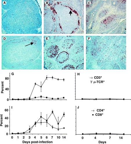 Figure 4. 4A: Few CD4+ cells were detected in the bursa at 0 d.p.i. (×200). 4B: The first CD4+ cells were detected 3 d.p.i., mostly at the cortico-medullary boundary (arrow) and in the cortex (×200). 4C: The number of CD4+ cells remained higher than normal until 14 d.p.i. (×100). 4D: Few CD8+ cells (arrow) detected at the cortico-medullary boundary at 3 d.p.i. (×200). 4E: By 6 d.p.i. the number of CD8+ cells increased and could be found throughout the cortex and medulla of follicles (×100). 4F: Many CD8+ cells remained in the bursa at 14 d.p.i. (x100). 4G: Flow cytometry data indicate an increase in the proportions (○) CD3+ T cells (♦) in the infected burs and a transient increase (P<0.05) in γδ TCR+ T cells (▪) at 5 d.p.i. 4H: Proportions of CD3+ (♦) and γδTCR+ T (▪) cells in uninfected. 4I: The proportion of CD4+ (▴) and CD8+ (•) cells in the bursa increased significantly (P<0.05) by 4 d.p.i. 4J: The proportion CD4+ (▴) and CD8+ (•) T cells in uninfected bursae. All values expressed as the mean±standard error of the mean, n=5.