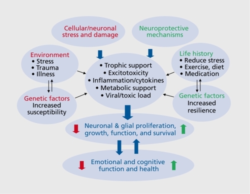 Figure 1. Schematic demonstrating the effects of stress and neuroprotective mechanisms on the proliferation, grovyth, and survival of neurons and glia. Interactions with environment, genetic factors, and life history also influence these cellular processes, v/hich then regulate emotional and cognitive health or illness. Normal, healthy activity of the brain circuits that underlie emotion and cognition also influence cell survival and function as the expression and function of neurotrophic and neuroprotective mechanisms requires neuronal activity.