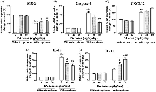 Figure 2. Analysis of immune, apoptosis and OLGs-related transcripts after EA treatment. Using quantitative PCR technique, the effects of EA on MOG (A), caspase-3 (B), CXCL12 (C), IL-17 (D) and IL-11(E) were tested in the CC region of mice after 4 weeks treatment. Quantitative RT-PCR was conducted and results were normalized to β-actin and reported as % changes to the control group. Data are presented as means ± SEM, analyzed using two-way ANOVA. *Compared with control mice, #compared with cuprizone (#p < 0.05, **, ##p < 0.01 and ***, ###p < 0.001).