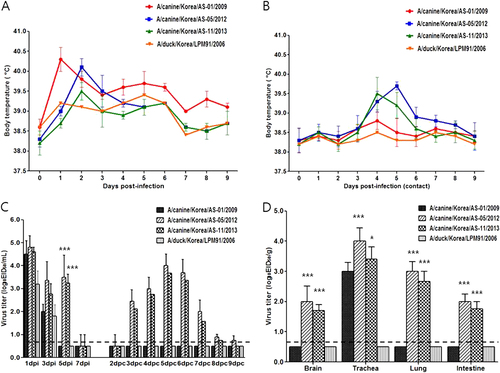 Fig. 3 In vitro characterization of each representative type of canine influenza virus (AS-01/09, AS-05/12, and AS-11/13) and their ancestor virus (LPM91/06) in mammalian cell lines.Each virus was infected at an MOI of 0.001 in MDCK cells (a) or 0.01 in NHBE cells (b) in the presence of L-1-tosylamido-2-phenylethyl chloromethyl ketone (TPCK)-treated trypsin. Supernatants of virus cultured cell lines were harvested at 12, 24, 48, and 72 hpi, and virus titers were measured in MDCK cells. The virus titers were determined as means ± SD from three independently performed experiments. Dotted lines indicate the limit of detection (1.8log10TCID50/mL). Statistically significant differences (*P < 0.05, **P < 0.001, and ***P < 0.0001) between each representative canine and AS-01/09 viruses are indicated by *P value was determined using one-way ANOVA