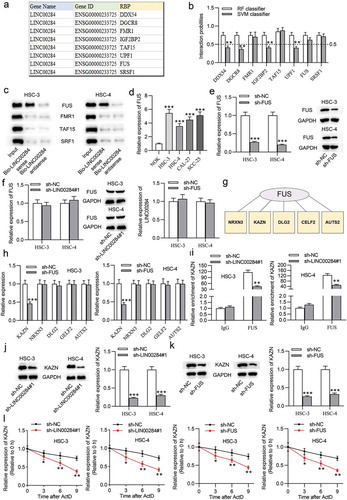 Figure 6. LINC00284 increased KAZN mRNA stability by interacting with FUS protein. (a) Eight putative RBPs was predicted from starBase database. (b) RPISeq website was searched to assess the binding possibilities between LINC00284 and RBPs. (c) The binding between LINC00284 and RBPs was tested by biotinylated LINC00284 pulldown assay and the products were measured by western blot. (d) RT-qPCR analysis of FUS expression in OSCC cells. (e) The transfection efficiency of sh-FUS was analyzed by RT-qPCR and western blot analyses. (f) The expression of FUS after LINC00284 silencing and the expression of LINC00284 after FUS knockdown were measured by RT-qPCR and western blot analyses. (g) Five potential target of FUS was predicted from starBase. (h) RT-qPCR analysis was performed to measure the expression level of targets in FUS knockdown cells. (i) RIP assay was performed to examine the enrichment of targets in FUS RIP after silencing LINC00284 in OSCC cells. (j-k) RT-qPCR and western blot analyses respectively determined KAZN mRNA and protein levels after downregulating LINC00284 or FUS in OSCC cells. (l) Half-life of KAZN in OSCC cells after LINC00284 or FUS silencing was tested by RNA stability assay. **P < .01, ***P < .01