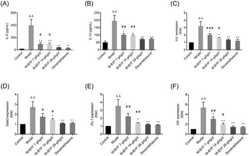 Figure 7. Effects of M-BYF on expression of IL-5, IL-13, IL-9, GATA3, PU.1 and IRF4 in OVA-induced asthmatic mice. M-BYF decreased levels of IL-5 (A), IL-13 (B) in BALF of asthmatic mice as compared with the Model group. M-BYF decreased gene expression of IL-9 (C), GATA3 (D), PU.1 (E) and IRF4 (F) in lungs of asthmatic mice as compared with the Model group; n = 6 in each group. Data are represented as mean ± S.E.M. (ΔΔp < 0.01 compared with the Control group; ***p < 0.001, **p < 0.01 and *p < 0.05 compared with the Model group; ###p < 0.001, ##p < 0.01 and #p < 0.05 compared with the dexamethasone treated group.)