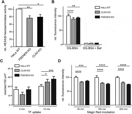 Figure 3. Ablation of PSENEN and CLN3 reduces lysosomal proteolytic activity. (A) Relative activity of HEXA/β-hexosaminidase A in extracts of HeLa WT, PSENEN KO, CLN3 KO cells. Data represent mean ± SD, one-way ANOVA p-values, *p < 0.05; **p < 0.001. (B) Decreased lysosomal capacity assessed through the DQ-BSA assay. Relative fluorescence intensity after 6 h incubation, with and without 100 nM bafilomycin A1 (Baf) is shown. Data represent mean ± SD; two-way ANOVA p-values, **p < 0.001; ***p < 0.0001. (C) Quantification of TF uptake. Plots represent TF-Alexa Fluor 555-positive vesicles per 100 µm2 after 5 and 10 min uptake. Data represent mean ± SD; two-way ANOVA p-values, *p < 0.05; ***p < 0.0001. (D) Lysosomal CTSB enzyme activity in HeLa WT, PSENEN KO, CLN3 KO cells. Plots represent fluorescence intensity after 30 min, 180 min and 300 min of Magic Red incubation. Data represent mean ± SD; two-way ANOVA p-values, ***p < 0.0001; ****p < 0.00001.