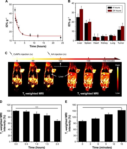 Figure 3 Biobehavior and MRI capacities of CoNPs-DOX in vivo.Notes: Blood circulation curve (A) and accumulation amount in various organs (B) of CoNPs-DOX after intravenous injection at different time points postinjection. (C) T2-weighted MRI images of tumor-bearing mice within 120 minutes receiving CoNPs injection and T1-weighted MRI images within 30 minutes after AA injection. T2-weighted MRI intensity (D) obtained from the mice receiving CoNPs injection within 120 minutes and T1-weighted MRI intensity (E) in the tumor region after AA injection within 15 minutes. Statistical significance was determined from one-way t-tests. ***P<0.001.Abbreviations: AA, ascorbic acid; CoNPs, Co3O4 nanoparticles; DOX, doxorubicin; MRI, magnetic resonance imaging; ID, injected doses.