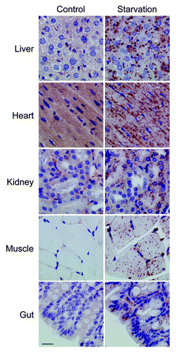 Figure 12. Monoclonal 5F10 LC3B antibody combined with Envision+ allows the immunohistochemical detection of LC3B in different organs of starved Gfp-Lc3tg/tg mice. Gfp-Lc3tg/tg mice were fed regular chow (control) or underwent starvation for 48 h. Tissue samples from different organs were collected and fixed in neutral buffered formalin for 24 h. Thereafter, tissues were paraffin-embedded and stained for LC3B using unconjugated mouse monoclonal anti-LC3B (clone 5F10, Nanotools, 1:1000) and Envision+. Heat-mediated antigen retrieval was performed in citrate buffer (pH 6.0). Scale bar, 20 μm.