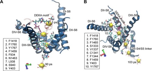 Figure 9 The pulling of the hNa+ ion out of the central cavity of the hNav1.5 model in the snap5 of the classical MD simulation. The 3D representations describe that the hNa+ ion (shown as a yellow vdW sphere) trapped at the central cavity of the ion channel in snap5 exits either through pathway 1 (within S6 helices of DII and DIII, [A]) or through pathway 2 (within S6 helices of DIII and DIV, [B]). Positions of the ion surrounded by water molecules at different timescales during the SMD simulation are shown as vdW spheres in yellow, and the positions of the ions along each step until the release from S6 helices are shown as smaller CPK spheres in red.